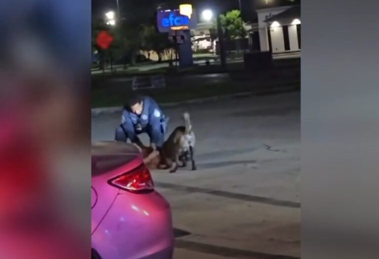 Livingston Parish Sheriff K9 The Sadvocate